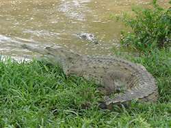 Caimán en el llano