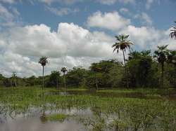 Caño en el Hato La Fé en Corozopando