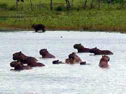 Chigires a las orillas de una laguna