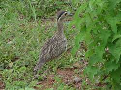 La Dara es una de las aves que abundan en la regin