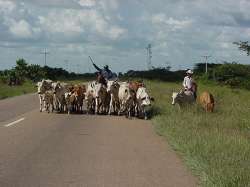 Ganado en el llano