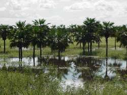 Moriches de los llanos