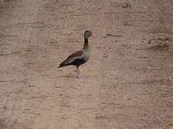 Pato durante la época de sequía