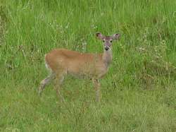 Venado en el hato piero